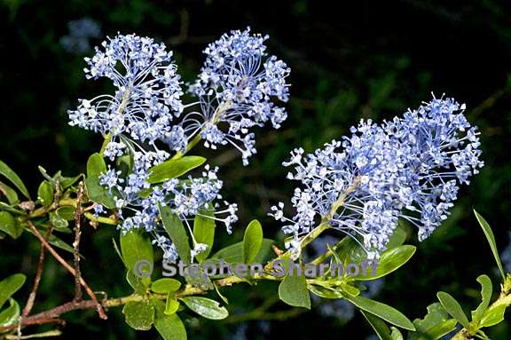 ceanothus parvifolius 1 graphic